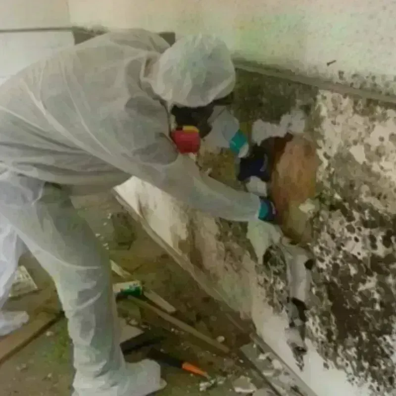 Mold Remediation and Removal in Coryell County, TX